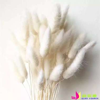 1bucket Dried flower Lagurus / bunny tail bunga kering Lagurus Putih/Cream
