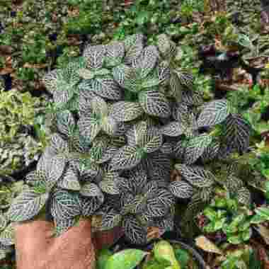 Tanaman Hias fittonia mutiara -