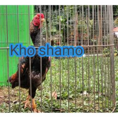 Oem Telur Ayam Bangkok Kho Shamo Original