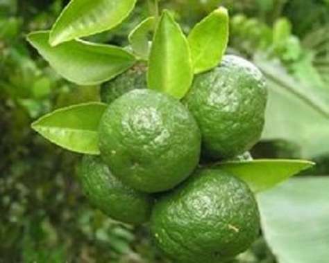 Bibit Jeruk Limo