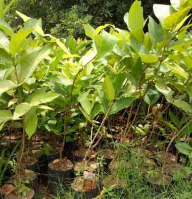 Bibit jambu dalhari super