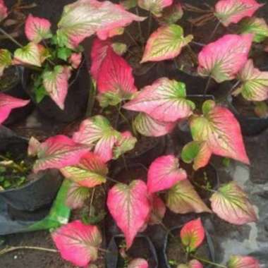 Bunga Keladi inviniti ( Caladium invinity ) Anakan