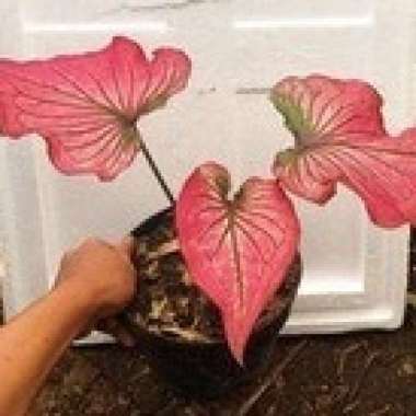 Bunga Keladi inviniti ( Caladium invinity ) Remaja