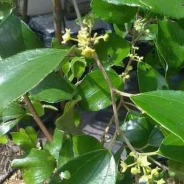 Bibit Buah Apel Putsa India Kondisi Sudah Berbuah Sudah Berbunga/Buah