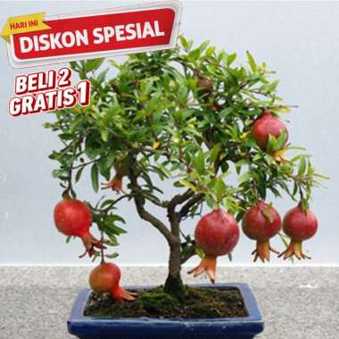 Bibit Pohon Buah Delima BELUM BUAH