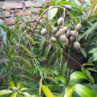 bibit pohon kedondong mini sudah berbuah lebat terlaris bibit unggul pohon okulasi