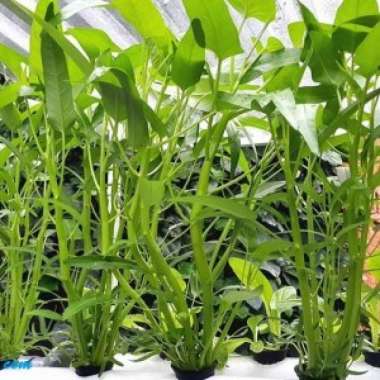 BENIH KANGKUNG UNGGUL | BIBIT KANGKUNG RUMAHAN 5 Butir