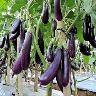 Benih Terong Ungu | bibit terong ungu sayur unggulan
