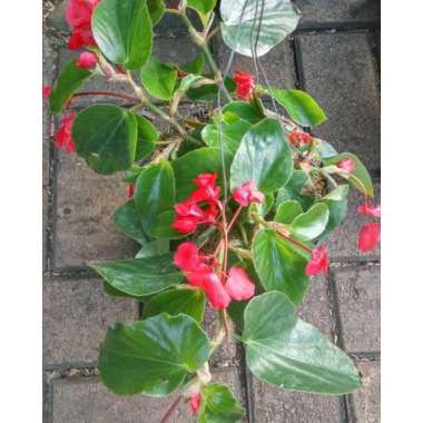 tanaman hias begonia indukan