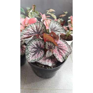 tanaman hias begonia baby begonia