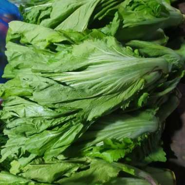 JABUNG SEGAR / SAWI PAHIT SEGAR