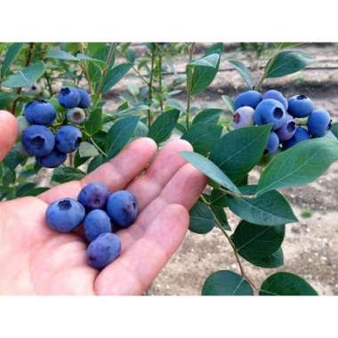 benih bibit blueberry premium