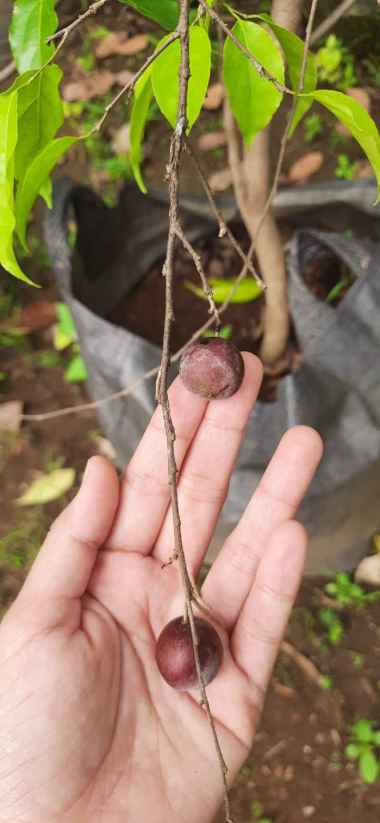 Bibit Plum Australia - Plum Aussie