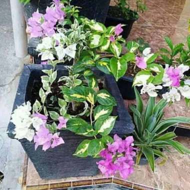 Jual Griyo Sekar Krokot Tumpuk Lokal 12 Warna Tanaman Bunga Online Maret 2021 Blibli S krokot tumpuk krokot tanaman krokot tiara krokot termasuk dikotil atau monokotil krokot tumpuk import krokot. jual griyo sekar krokot tumpuk lokal 12