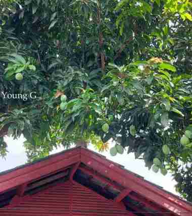 1kg Buah Mangga Indramayu Mengkel Langsung Dari Pohon-Stok Terbatas