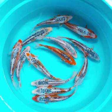 OEM Ikan Koi Shusui Promo Of the month