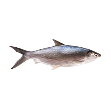 Ikan Bandeng Harga Terbaru Juli 2020 Blibli Com