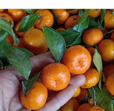 BIBIT TANAMAN BUAH JERUK SANTANG - BIBIT UNGGUL JERUK SANTANG BERGARANSI