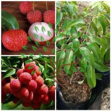 BIBIT TANAMAN BUAH LECI KOM-BIBIT POHON LECI / BIBIT LECI KERDIL CANGKOK