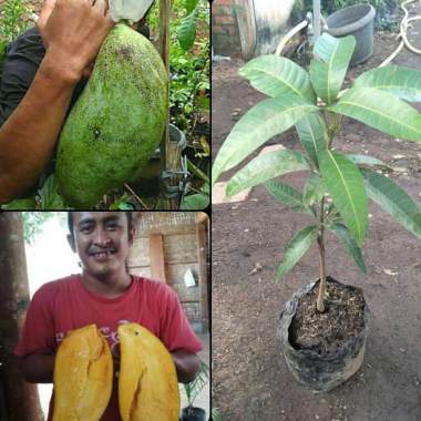 Azzahra berkah bibitku Mangga Mahatir Super Bibit Tanaman Indonesia