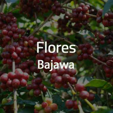 Otten Coffee Green Bean Kopi Arabica Flores Bajawa [1kg]