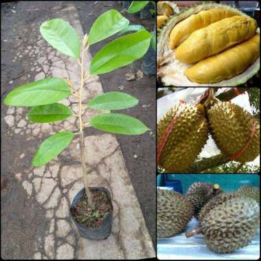 Azzahra berkah bibitku Tanaman Buah Durian Montong Super Unggul Indonesia
