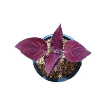 Tanaman Hias Miana Daun Ungu