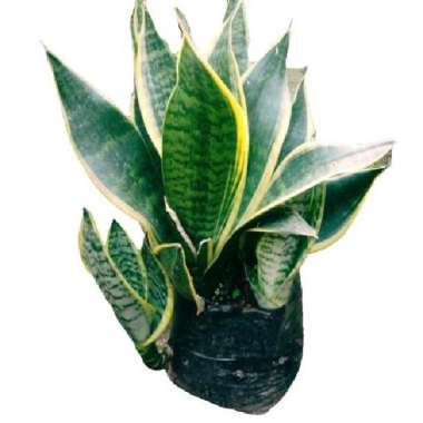 Tanaman Sensivera Superba Murah