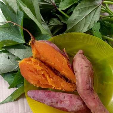 bibit stek batang ubi jalar kuning 50btg