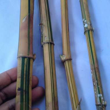 jual bibit bambu kuning mini harga termurah per4 bibit