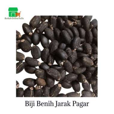Biji Benih Jarak Pagar-Benih Jarak Pagar siap Semai - Benih Jarak