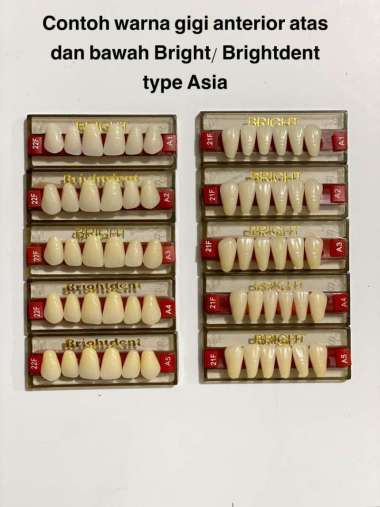 Gigi palsu depan atas dan bawah BRIGHT seri Asia Depan Atas A4 24