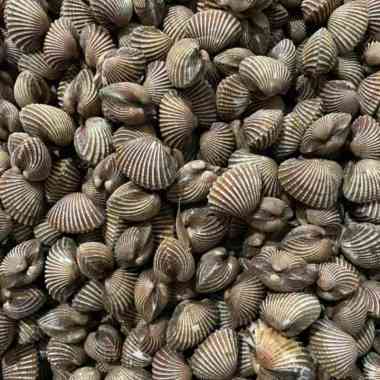 KERANG DARA 1 KG