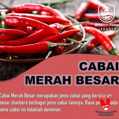 Cabe Merah / Cabai Merah Besar 250 500 gram / 1 Kg 1 Kg