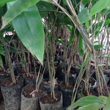 Bibit Tanaman Hias Bambu Hitam I Pring Ireng I Pring Wulung - Unik