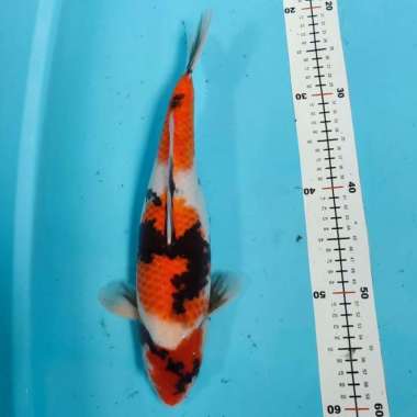 ikan koi showa high quality