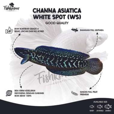 Ikan Channa Asiatica WS GRADE A 5-7