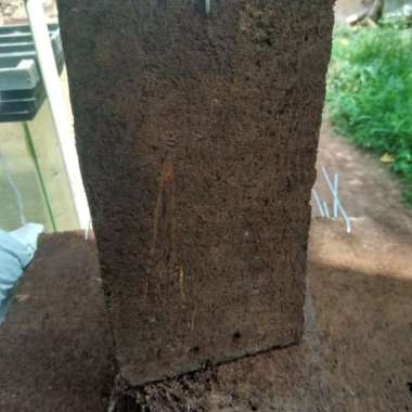 akar pakis lempengan
