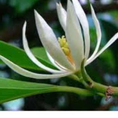 pohon bunga kantil/bibit pohon kantil