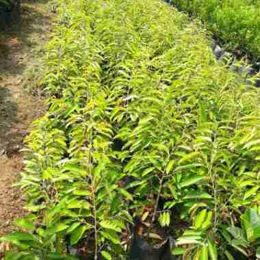 pohon durian musangking/bibit durian musangking