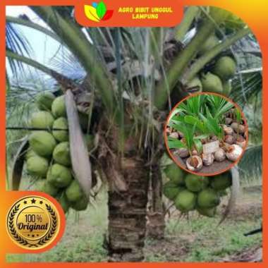 Bibit Kelapa Nias Asli Tanaman Genjah Cepat Berbuah Pohon Pendek