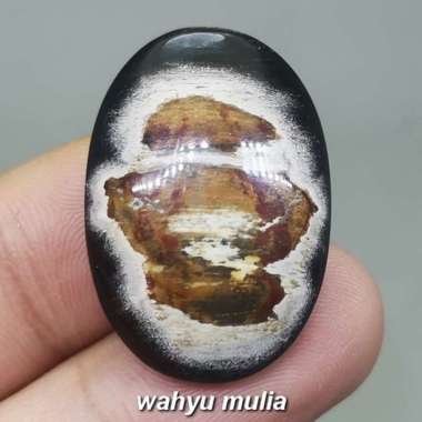 Batu Fosil Galih Kelor Hitam Coklat Asli (Kode 1957) hitam coklat