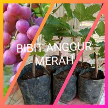 Jual Bibit Buah Import Terbaru Harga Murah Blibli Com