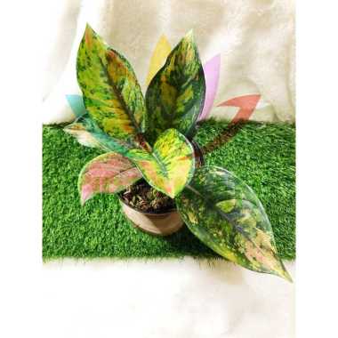 Aglonema Heng Heng / Aglaonema Hank-Hank Indonesia
