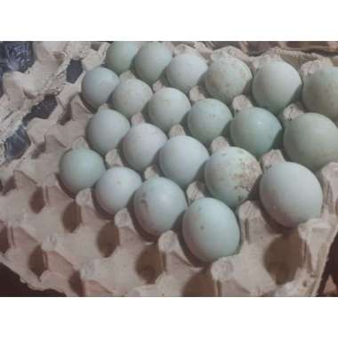 Telur Bebek Mentah/pcs