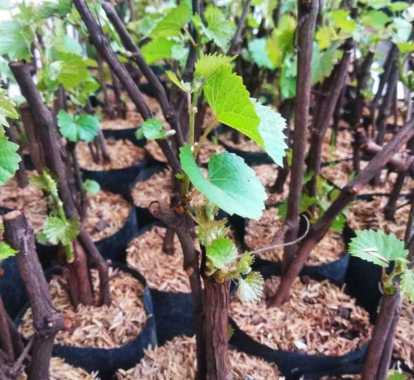 Tanaman Anggur Harga Agustus 2021 Blibli
