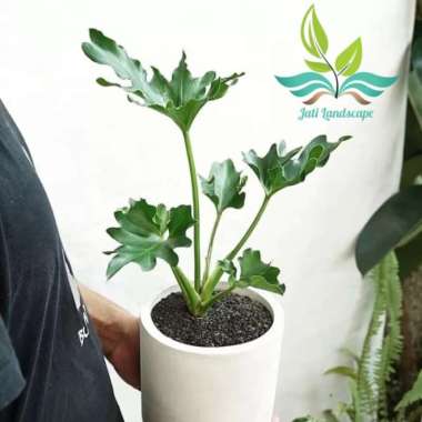 Tanaman Hias Philodendron Selloum- Philodendron Jari- Philo Jari --