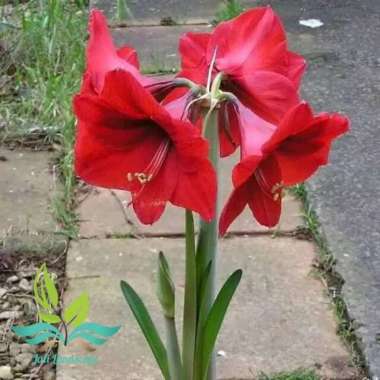 Tanaman bunga bakung amarilis bunga merah pohon bakung --