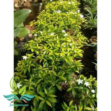 Tanaman hias rembosa mini golden rombusa --