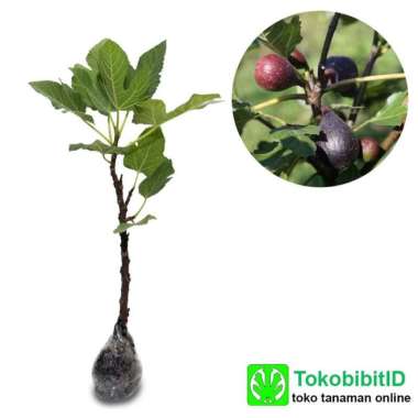 Bibit Buah Ara - Tin Negrone 40cm siap berbuah